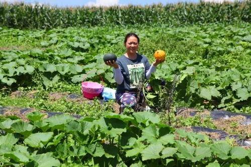恩施热门大瓜种植,揭秘绿色农业新宠儿的崛起之路
