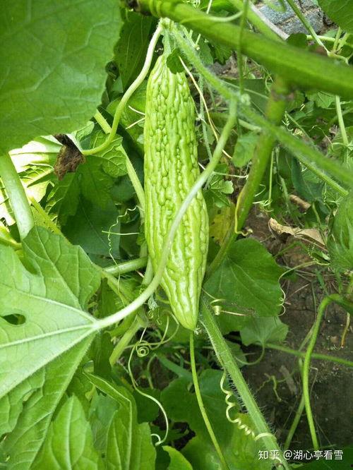 恩施热门大瓜种植,揭秘绿色农业新宠儿的崛起之路