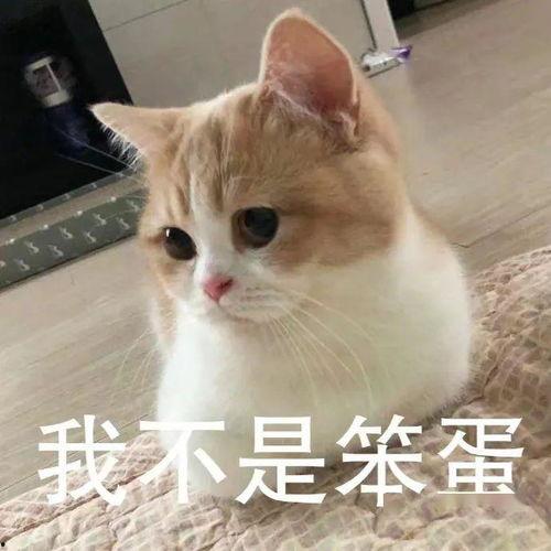 众多明星网红直播翻车,明星网红如何从辉煌跌落谷底