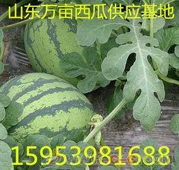 山东今日小瓜价格行情最新,波动中寻稳，市场供需动态解析