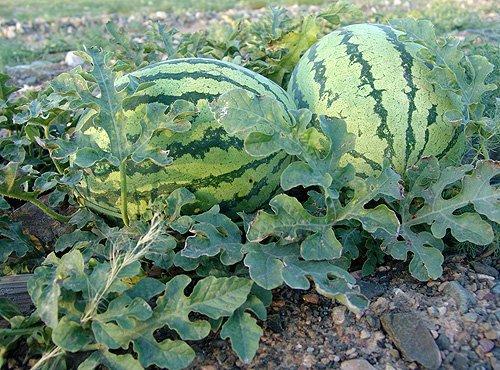 今日新疆硒砂瓜行情走势