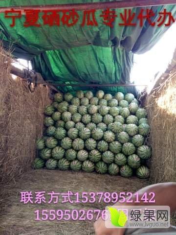 中卫硒砂瓜今日报价,价格行情一览