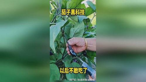 黑科技爆料吃瓜,吃瓜群众如何轻松掌握最新爆料动态