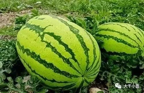 哪里吃热门瓜好吃,揭秘各地热门瓜果的绝妙吃法