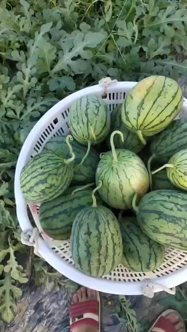 广东今日瓜价多少一斤,一斤多少钱？”