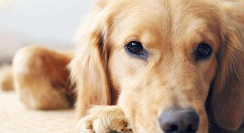 金毛幼犬可以吃黑蜜瓜吗,营养与注意事项解析