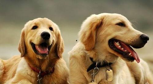 金毛幼犬可以吃黑蜜瓜吗,营养与注意事项解析