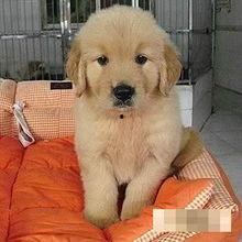 金毛幼犬可以吃黑蜜瓜吗,营养与注意事项解析