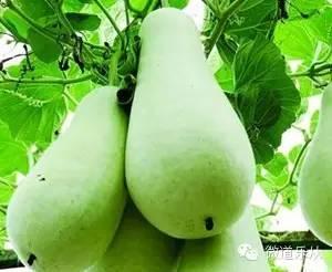 上热门葫芦瓜,揭秘“网红”背后的故事